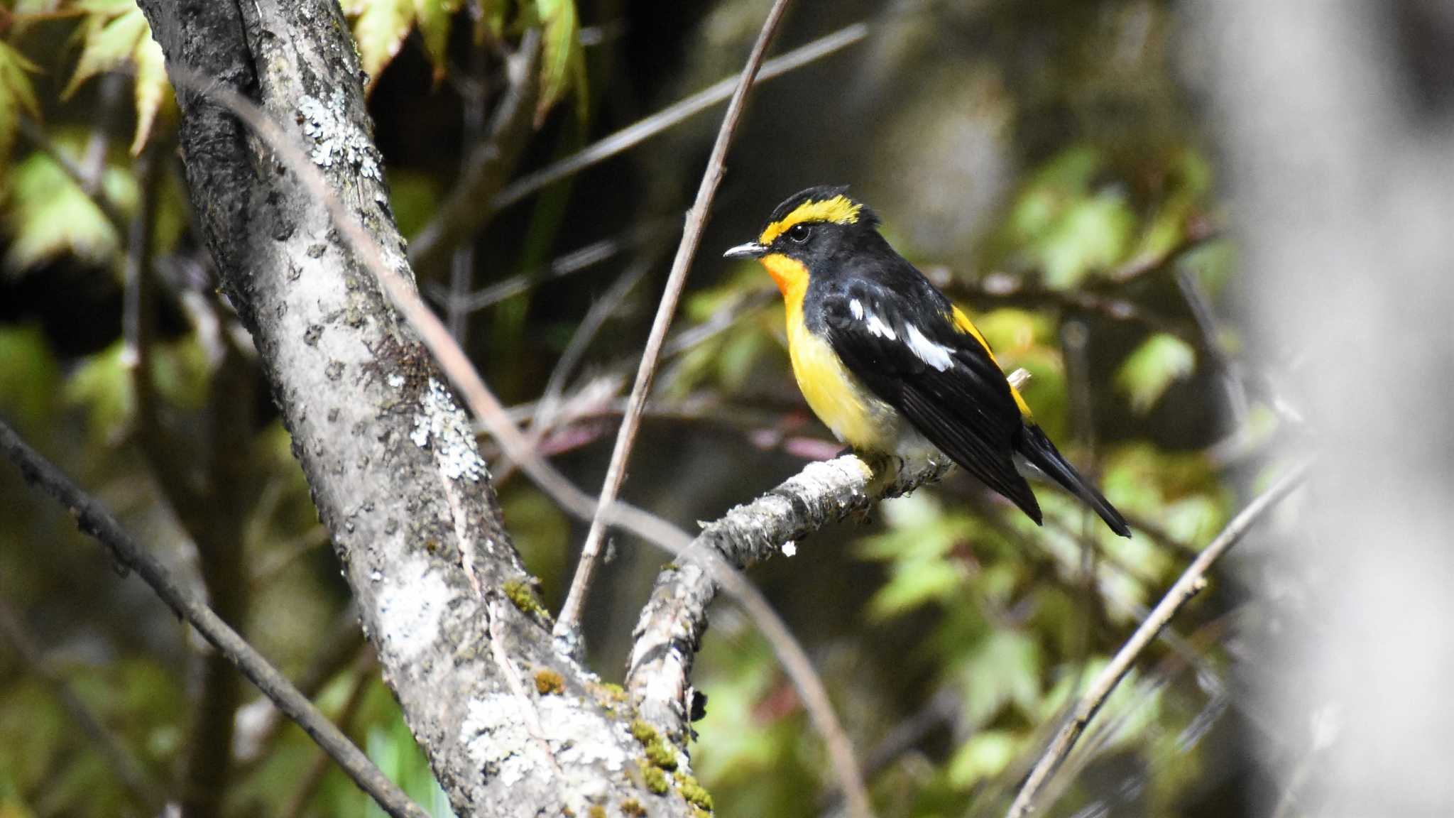 軽井沢野鳥の森 キビタキの写真 by ao1000