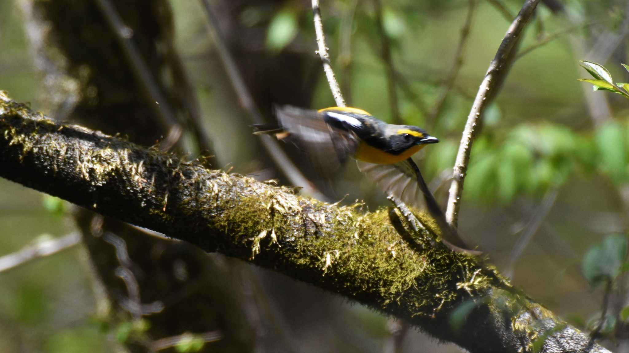 軽井沢野鳥の森 キビタキの写真 by ao1000