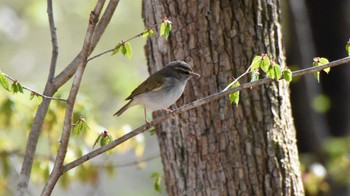 メボソムシクイ 軽井沢野鳥の森 2022年4月30日(土)