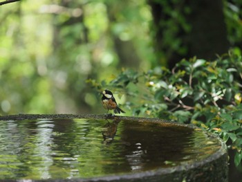 Varied Tit 宮ケ瀬湖 Sat, 4/30/2022