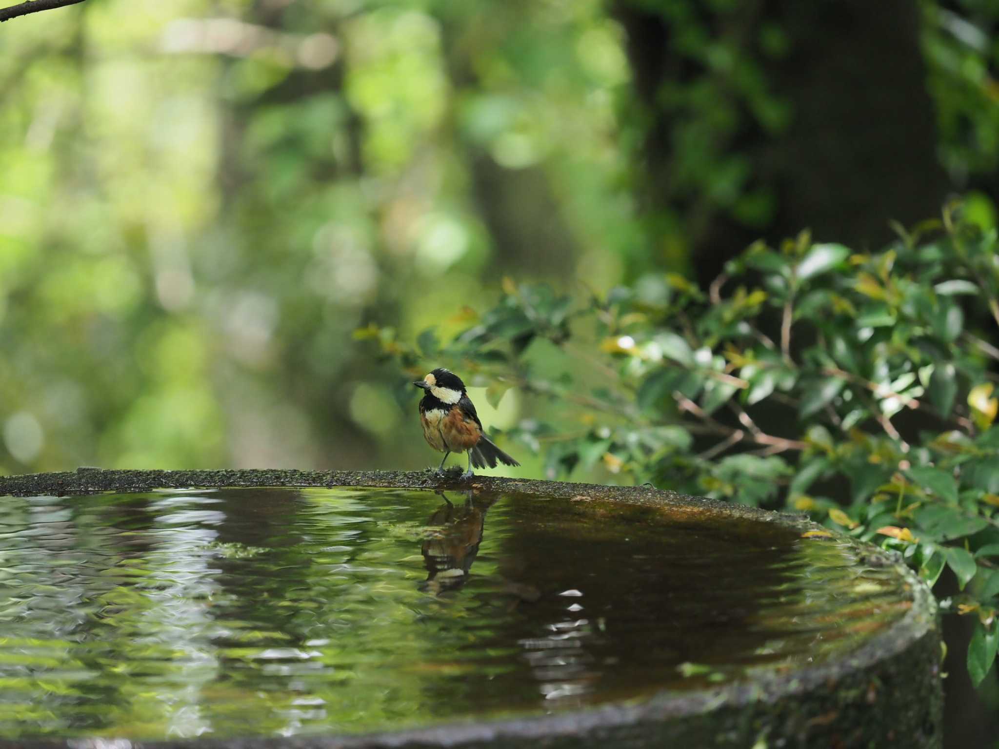 Photo of Varied Tit at 宮ケ瀬湖 by yumineko