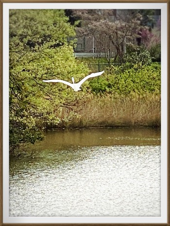 ダイサギ 千城台野鳥観察園 2021年4月1日(木)