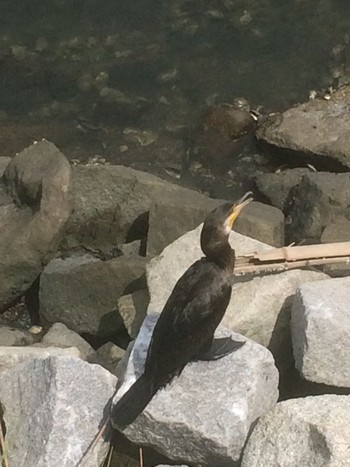 Great Cormorant 谷津干潟自然観察センター Sat, 8/31/2019