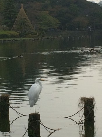 チュウサギ 千葉公園 2014年11月12日(水)