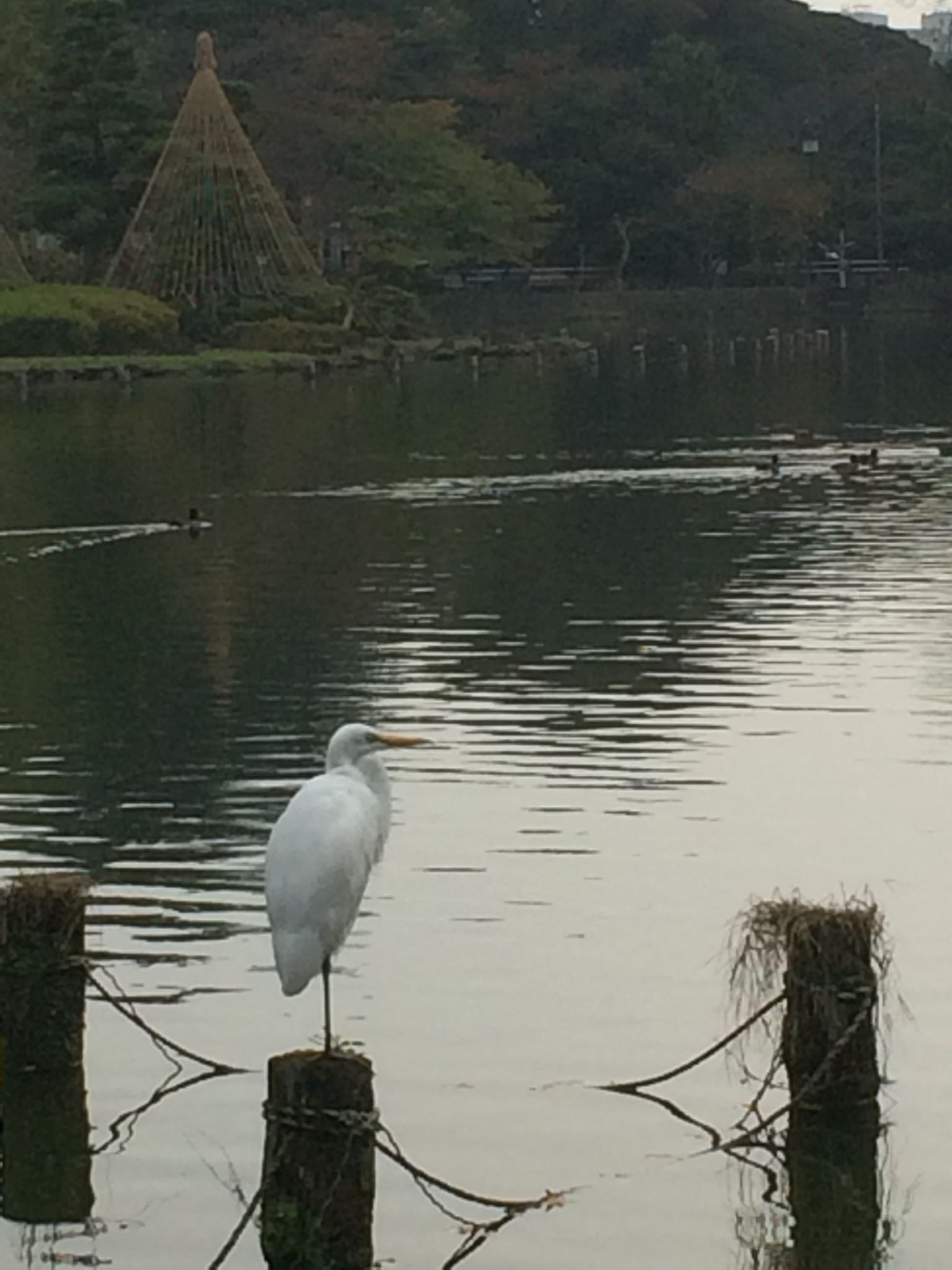 千葉公園 チュウサギの写真 by えながーる