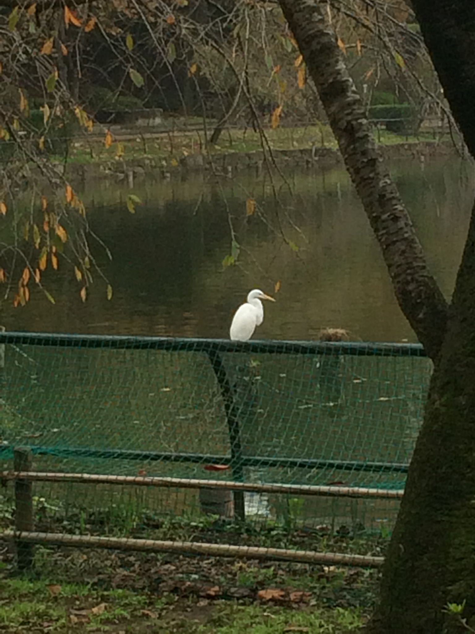 千葉公園 チュウサギの写真 by えながーる