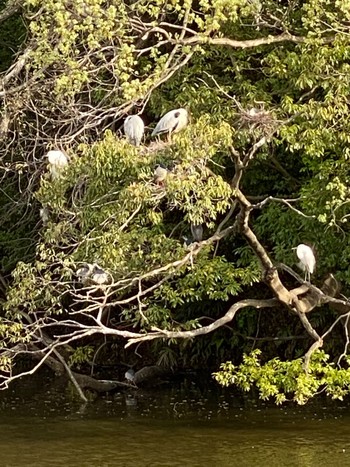 Thu, 4/1/2021 Birding report at 千城台野鳥観察園