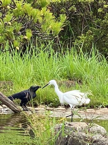 未同定 千葉公園 2020年9月5日(土)