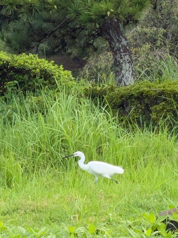 コサギ 千葉公園 2020年9月5日(土)