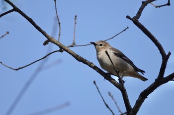 2022年4月24日(日) 青森県の野鳥観察記録