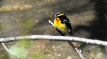 キビタキ 軽井沢野鳥の森 2022年4月30日(土)