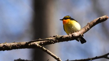 キビタキ 軽井沢野鳥の森 2022年4月30日(土)