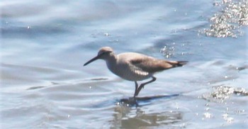 キアシシギ 東京港野鳥公園 2022年4月30日(土)