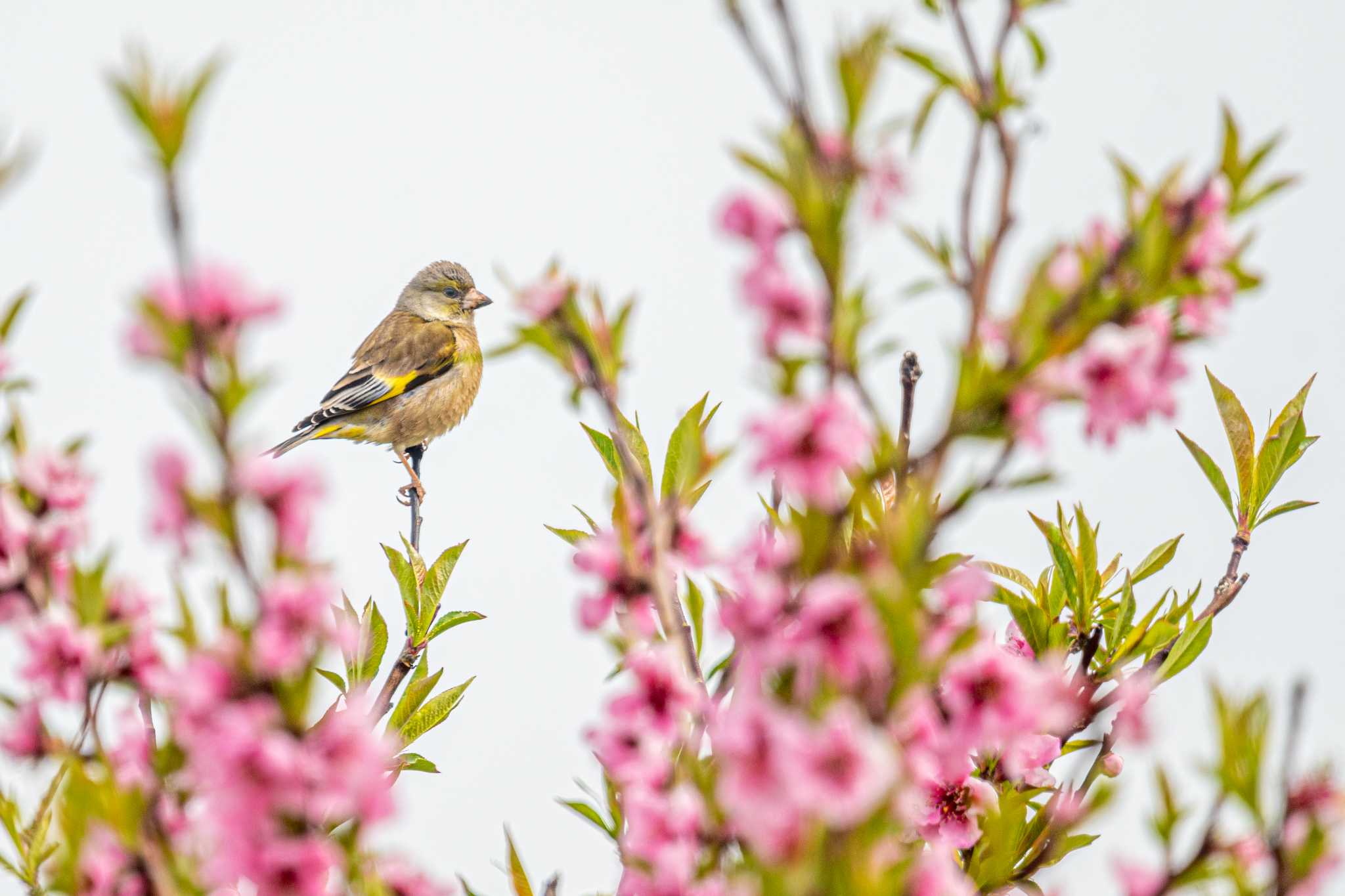 Photo of Grey-capped Greenfinch at 皿池(明石市大久保町) by ときのたまお