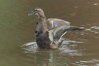 Domestic duck