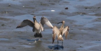 チュウシャクシギ 東京港野鳥公園 2022年4月30日(土)