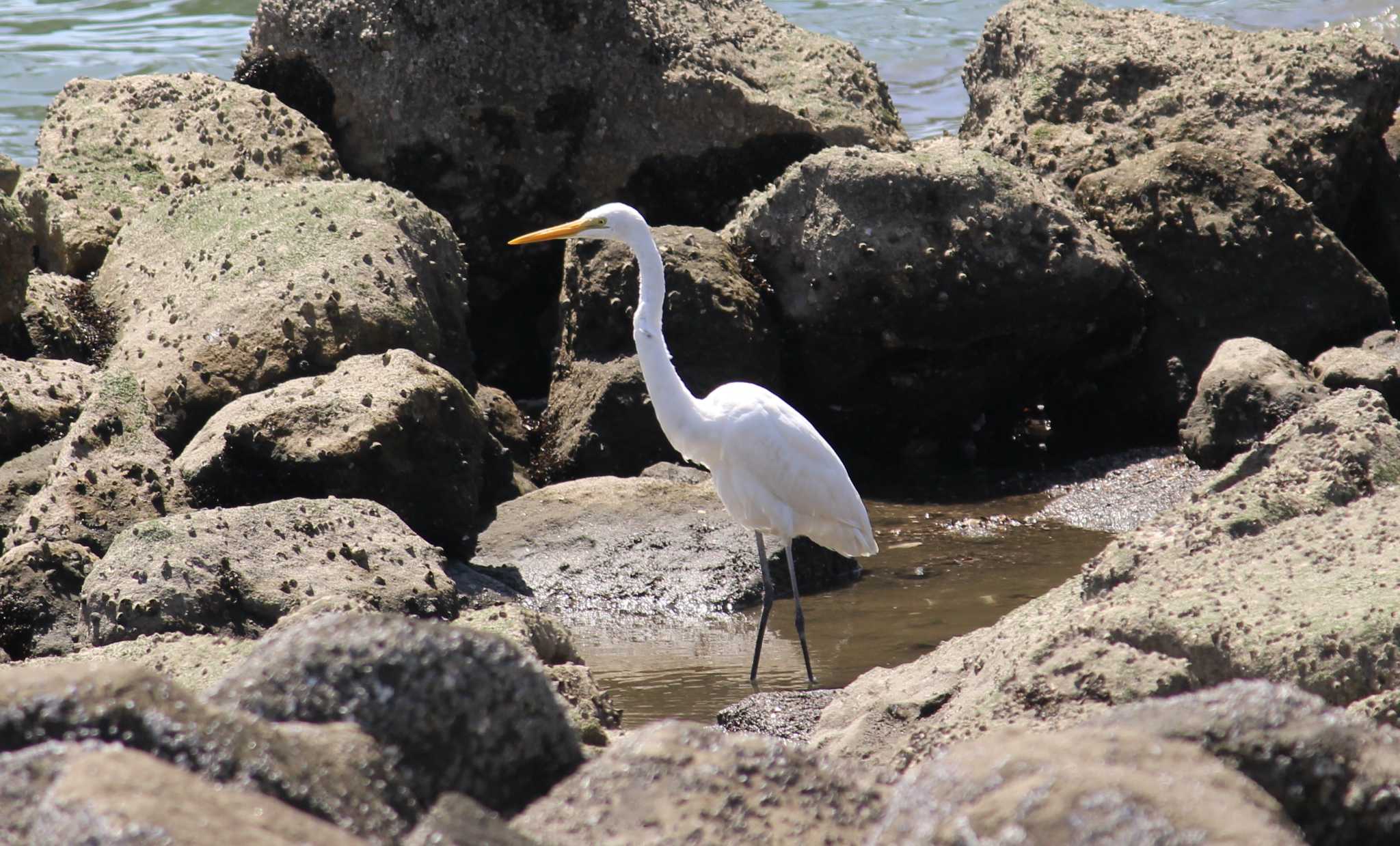 東京港野鳥公園 チュウサギの写真 by MATIKEN