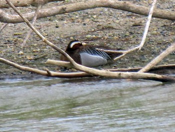 2022年4月30日(土) 勅使池(豊明市)の野鳥観察記録