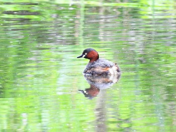 カイツブリ 北本自然観察公園 2022年5月1日(日)