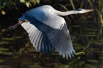 Grey Heron 奈良市水上池 Mon, 11/27/2017