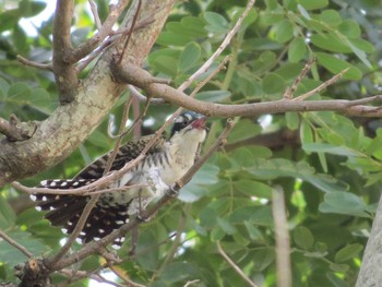 Diederik Cuckoo