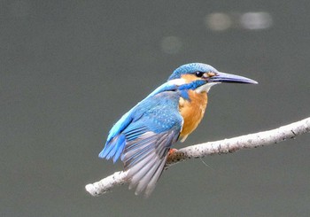 Sun, 5/1/2022 Birding report at 四季の森公園(横浜市緑区)