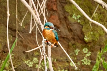 Common Kingfisher 川崎 Sun, 5/1/2022