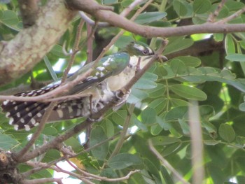 Diederik Cuckoo ザンビア Thu, 12/5/2013