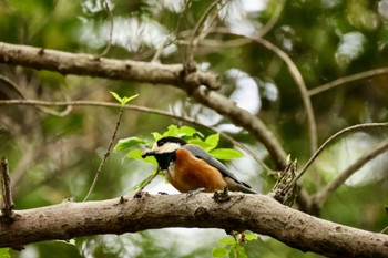 Varied Tit 生田緑地 Sun, 5/1/2022