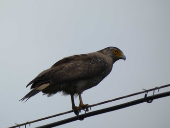 Crested Serpent Eagle Ishigaki Island Tue, 3/29/2022