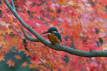 カワセミ 東京都 2017年11月28日(火)