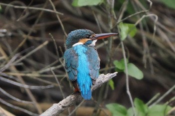 Common Kingfisher Maioka Park Sun, 5/1/2022