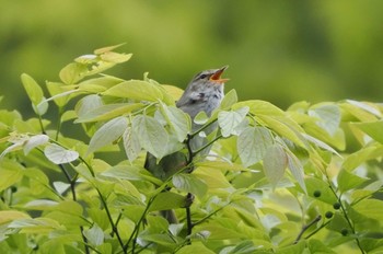 Japanese Bush Warbler Maioka Park Sun, 5/1/2022