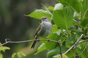 Japanese Bush Warbler Maioka Park Sun, 5/1/2022