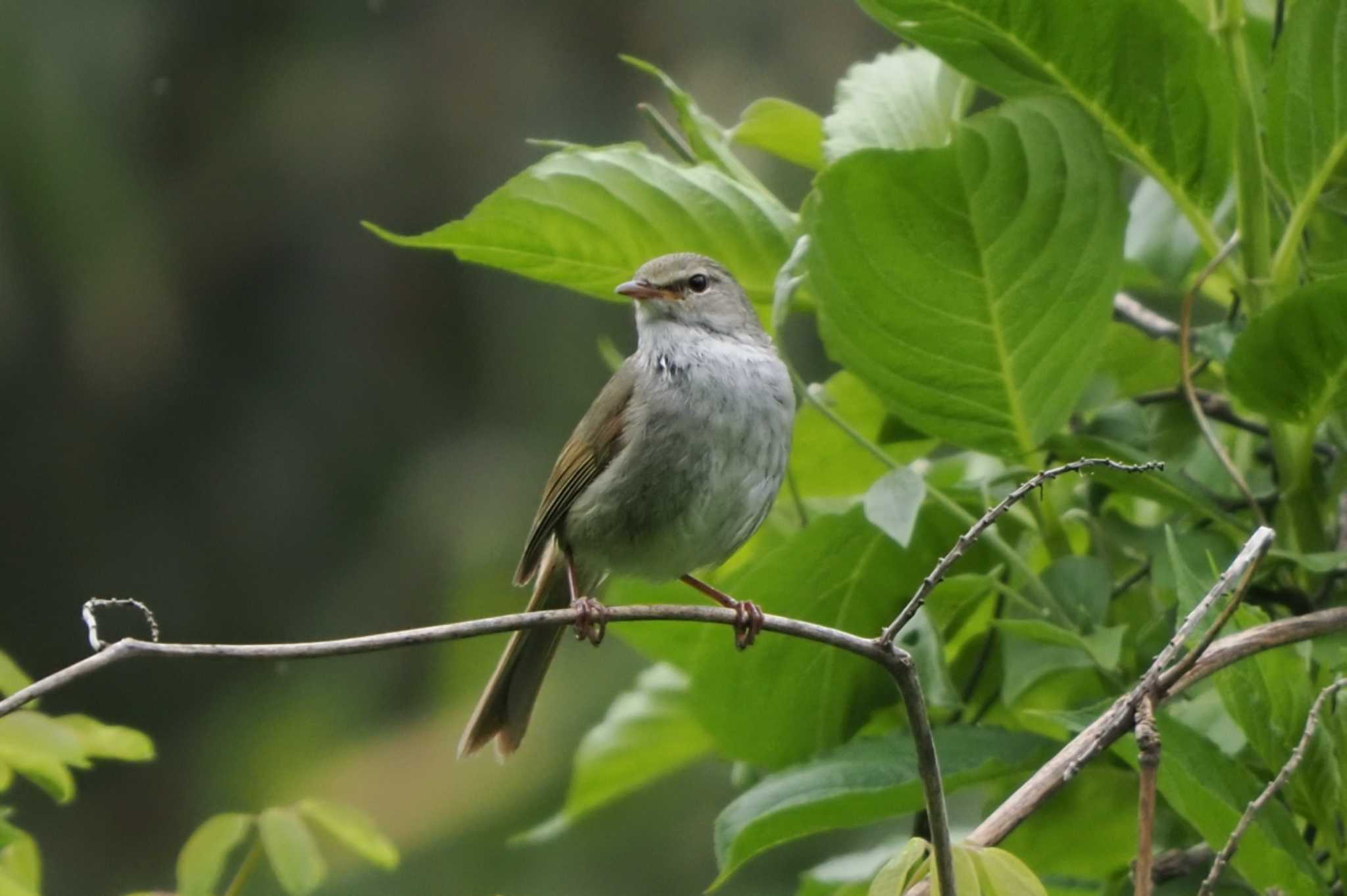 Photo of Japanese Bush Warbler at Maioka Park by Y. Watanabe