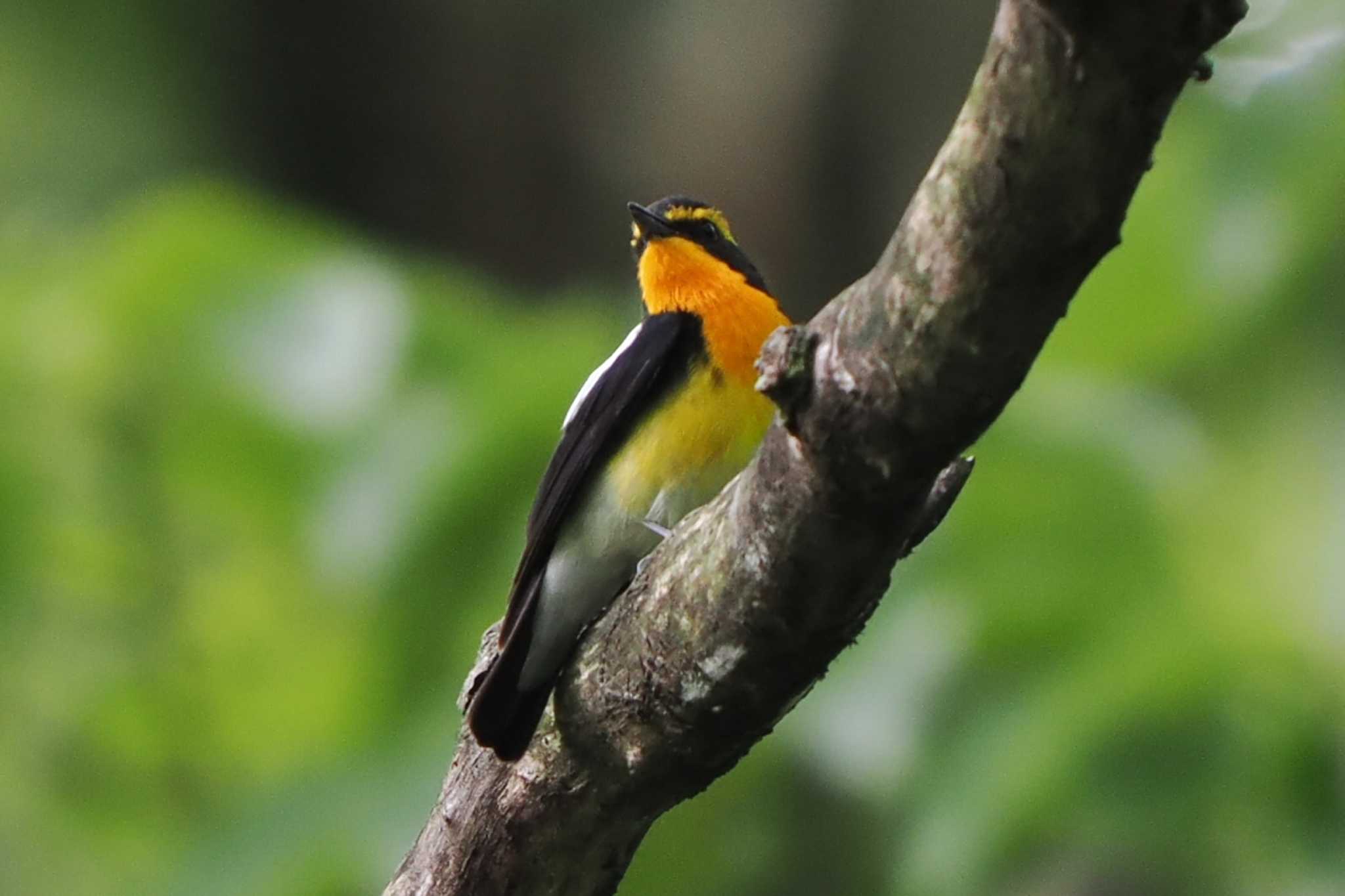 Photo of Narcissus Flycatcher at Maioka Park by Y. Watanabe