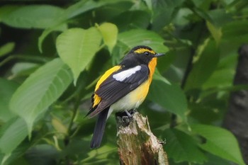 Narcissus Flycatcher Maioka Park Sun, 5/1/2022