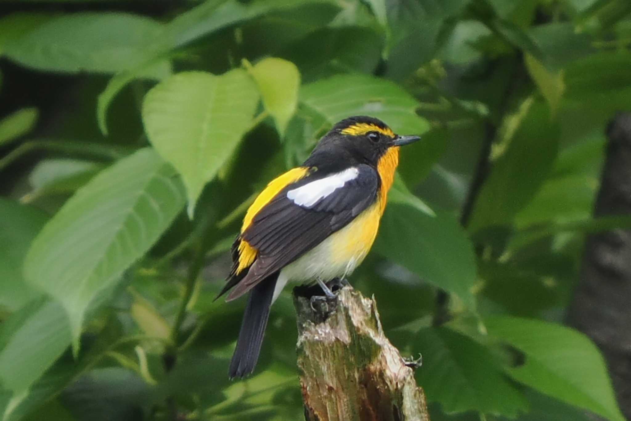 Photo of Narcissus Flycatcher at Maioka Park by Y. Watanabe