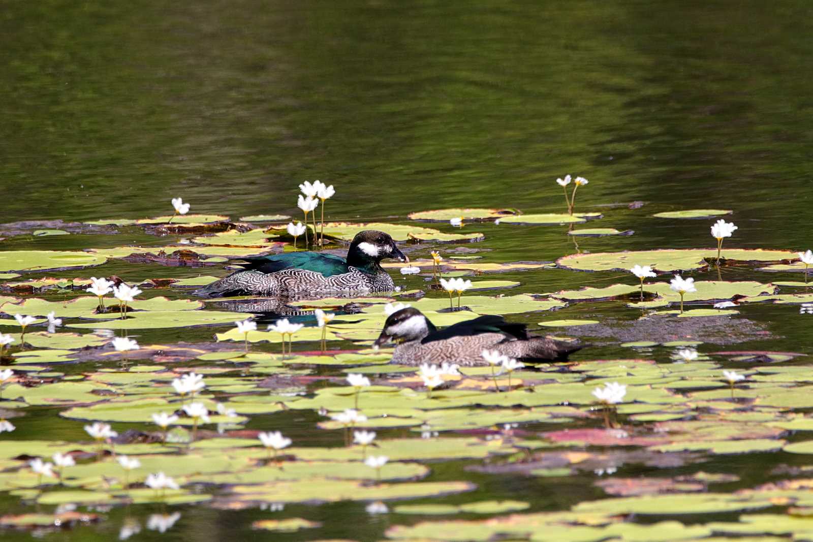 Cattana Wetlands(Cairns) アオマメガンの写真 by とみやん