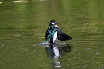 アオマメガン Cattana Wetlands(Cairns) 2017年10月8日(日)