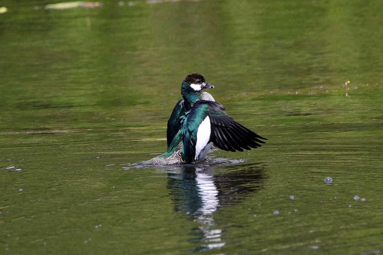 Cattana Wetlands(Cairns) アオマメガンの写真 by とみやん