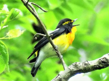 2022年5月1日(日) 舞岡公園の野鳥観察記録