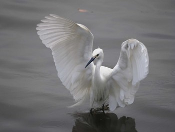 コサギ 葛西臨海公園 2022年5月1日(日)