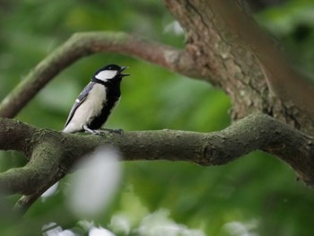 シジュウカラ 葛西臨海公園 2022年5月1日(日)