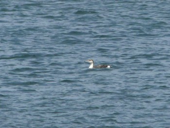 Red-throated Loon 寿都湾 Sun, 5/1/2022