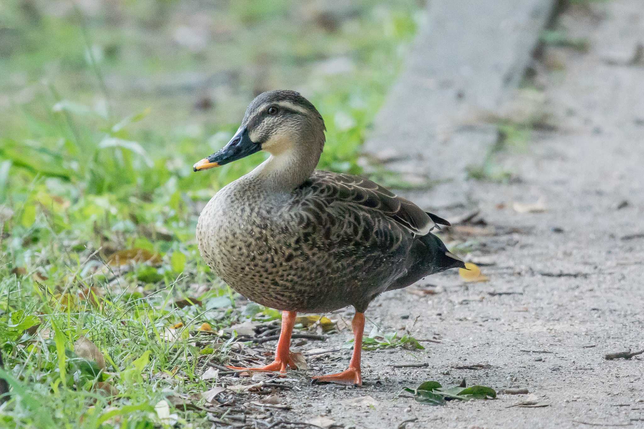 明石公園 カルガモの写真 by ときのたまお