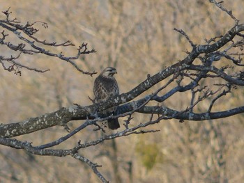 2022年4月30日(土) ニセコアンヌプリの野鳥観察記録