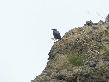 2022年5月1日(日) 寿都湾の野鳥観察記録