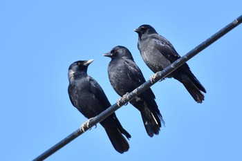 Daurian Jackdaw 石川県 Tue, 11/28/2017