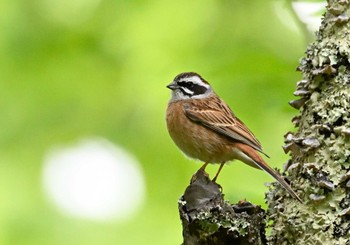 ホオジロ 楽山公園(山梨県都留市) 2022年5月1日(日)